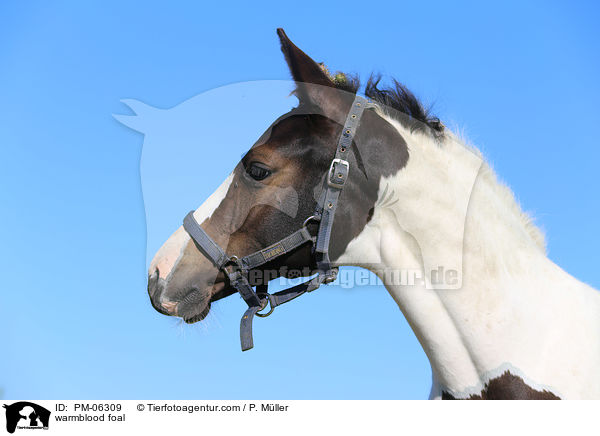 warmblood foal / PM-06309