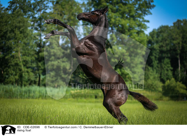 rising foal / CDE-02696