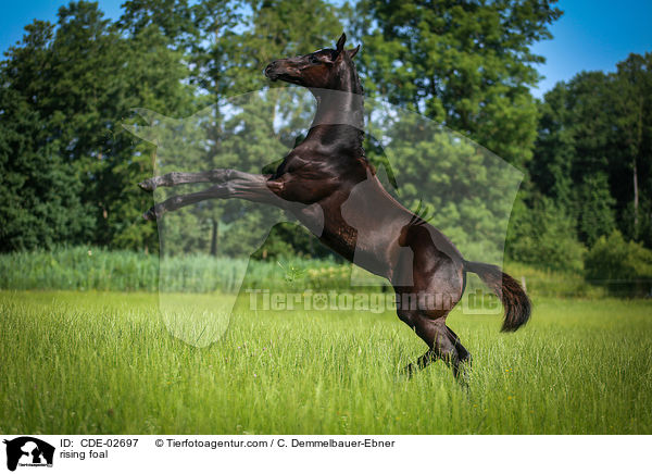 rising foal / CDE-02697