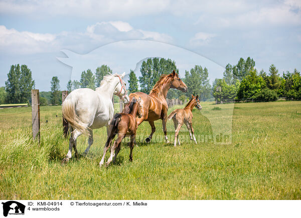4 warmbloods / KMI-04914