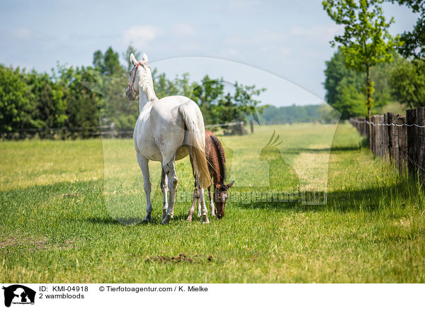 2 Warmblter / 2 warmbloods / KMI-04918