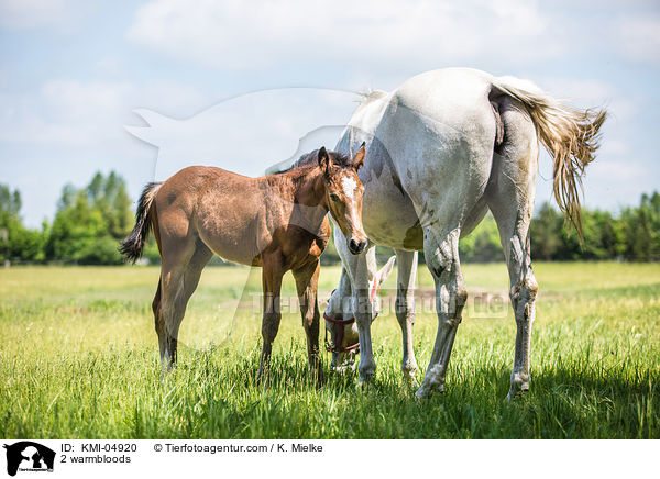 2 Warmblter / 2 warmbloods / KMI-04920