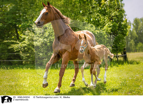 2 Warmblter / 2 warmbloods / KMI-04934