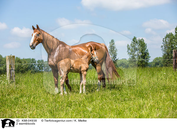 2 Warmblter / 2 warmbloods / KMI-04938