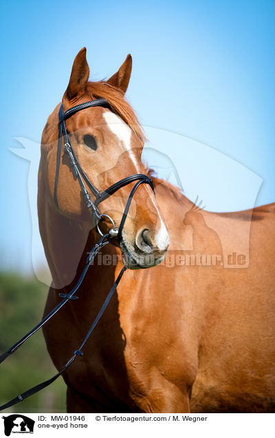einugiges Pferd / one-eyed horse / MW-01946