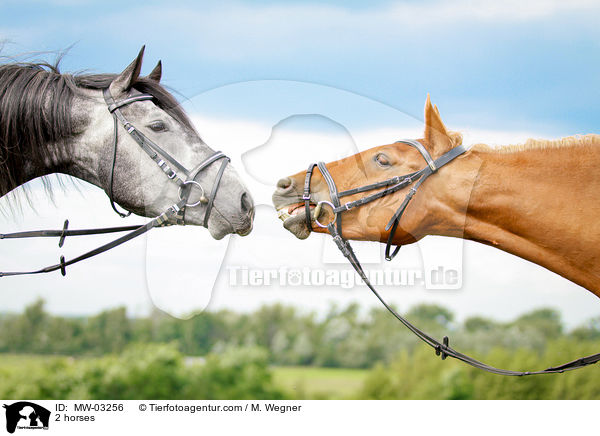 2 Pferde / 2 horses / MW-03256