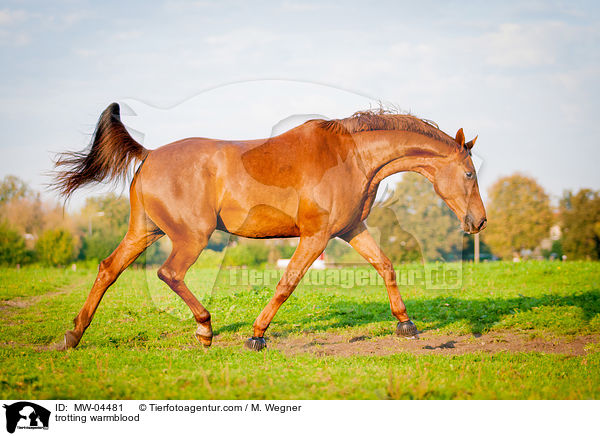 trabendes Warmblut / trotting warmblood / MW-04481