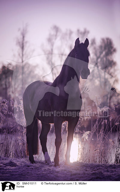 Pferd / horse / SM-01011