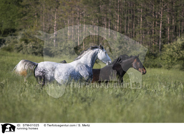 rennende Pferde / running horses / STM-01025