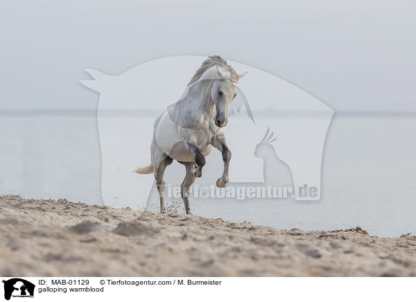 galoppierendes Warmblut / galloping warmblood / MAB-01129