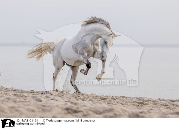 galloping warmblood / MAB-01131