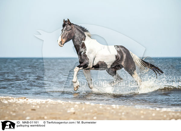 galloping warmblood / MAB-01161