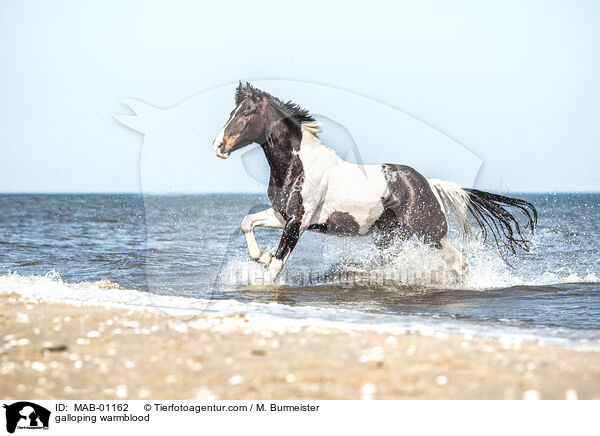 galloping warmblood / MAB-01162