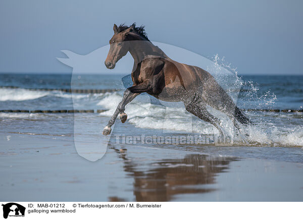 galloping warmblood / MAB-01212