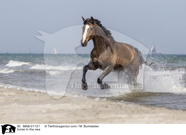 Pferd im Meer / horse in the sea / MAB-01121