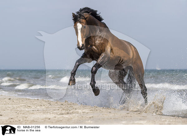 Pferd im Meer / horse in the sea / MAB-01256