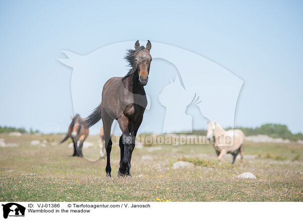 Warmblut auf der Wiese / Warmblood in the meadow / VJ-01386