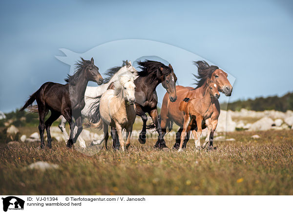 rennende Warmblut Herde / running warmblood herd / VJ-01394