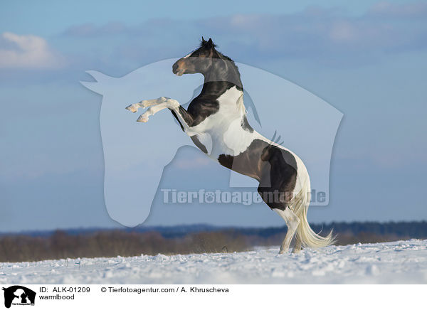 warmlbood / ALK-01209