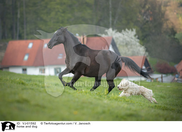 horse and dog / VJ-01592