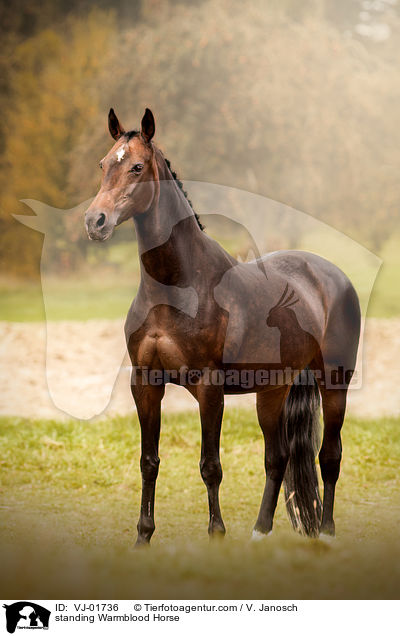 stehendes Deutsches Warmblut / standing Warmblood Horse / VJ-01736