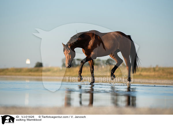 laufendes Warmblut / walking Warmblood / VJ-01826