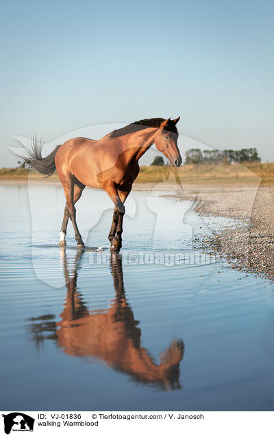 laufendes Warmblut / walking Warmblood / VJ-01836