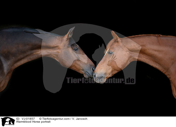 Deutsches Warmblut Portrait / Warmblood Horse portrait / VJ-01857