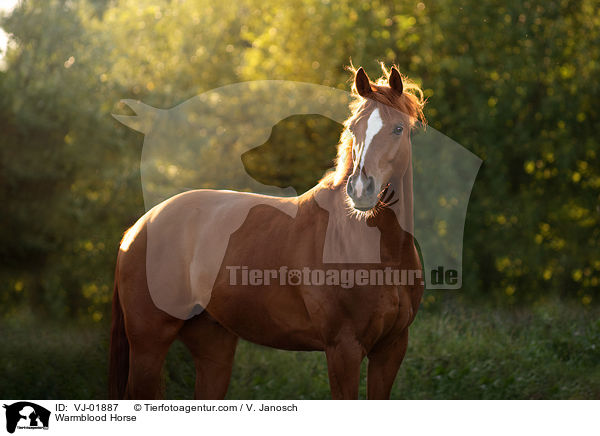 Deutsches Warmblut / Warmblood Horse / VJ-01887