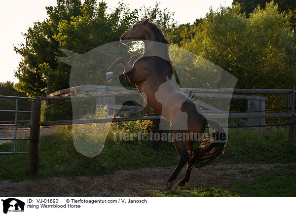 steigendes Deutsches Warmblut / rising Warmblood Horse / VJ-01893