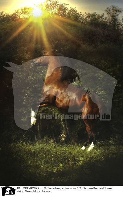 steigendes Warmblut / rising Warmblood Horse / CDE-02897