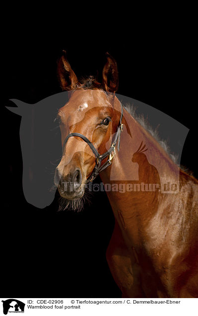 Warmblutfohlen Portrait / Warmblood foal portrait / CDE-02906