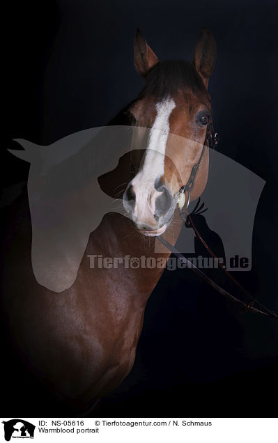 Warmblut Portrait / Warmblood portrait / NS-05616