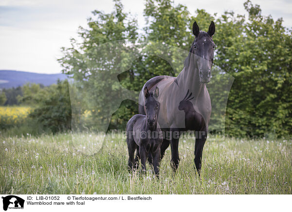 Warmblutstute mit Fohlen / Warmblood mare with foal / LIB-01052