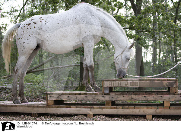 Warmblut / Warmblood / LIB-01074