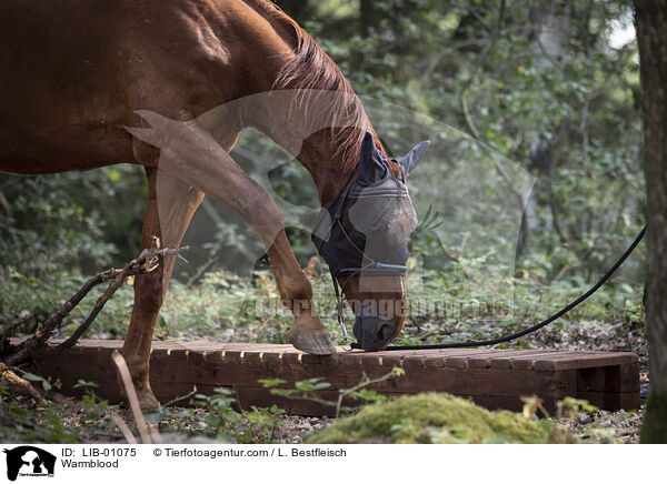 Warmblut / Warmblood / LIB-01075