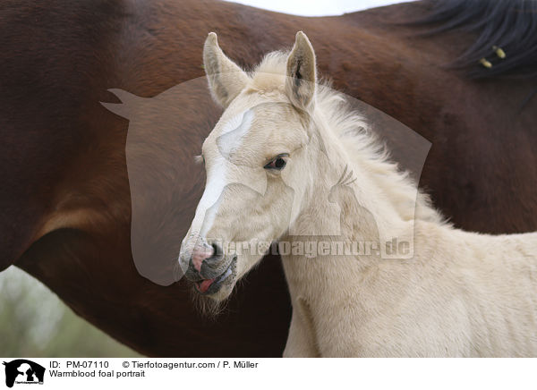 Warmblood foal portrait / PM-07110