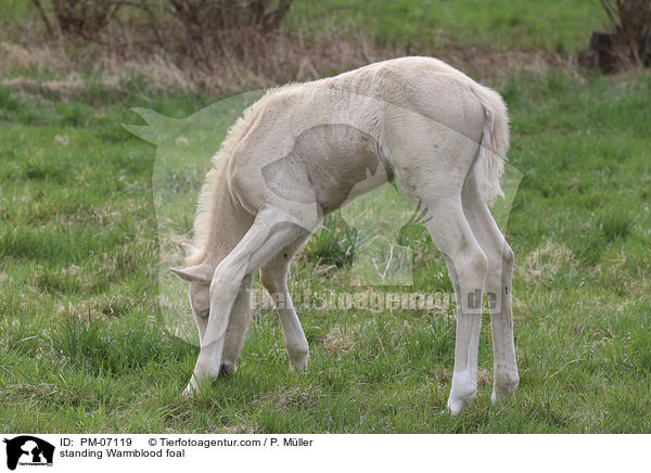 stehendes Warmblutfohlen / standing Warmblood foal / PM-07119