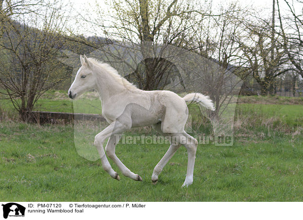 rennendes Warmblutfohlen / running Warmblood foal / PM-07120