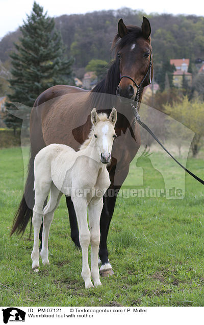 Warmblutfohlen mit Mutter / Warmblood foal with mother / PM-07121