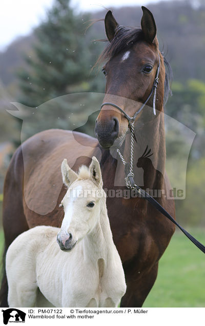 Warmblutfohlen mit Mutter / Warmblood foal with mother / PM-07122