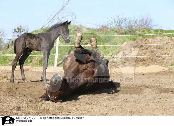 Warmblter / Warmbloods / PM-07130