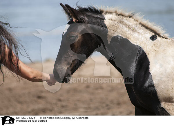 Warmblood foal portrait / MC-01325