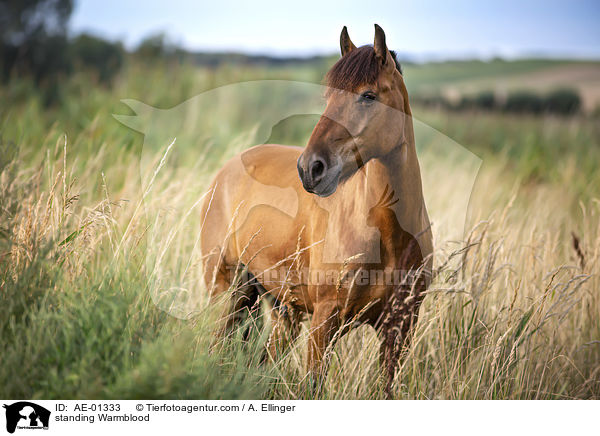 stehendes Warmblut / standing Warmblood / AE-01333