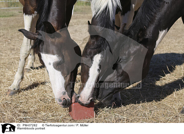 Warmblter Portrait / Warmbloods portrait / PM-07282