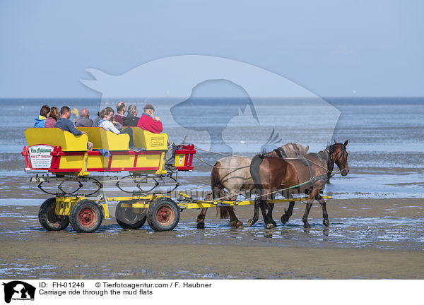 Carriage ride through the mud flats / FH-01248