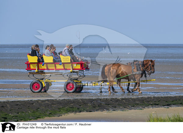Carriage ride through the mud flats / FH-01249