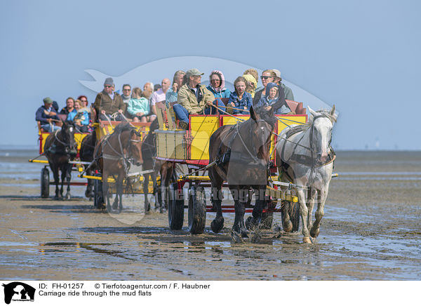 Carriage ride through the mud flats / FH-01257