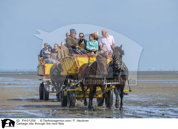 Carriage ride through the mud flats / FH-01259