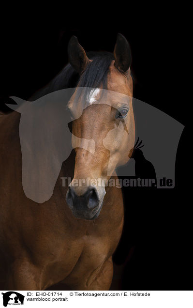 warmblood portrait / EHO-01714
